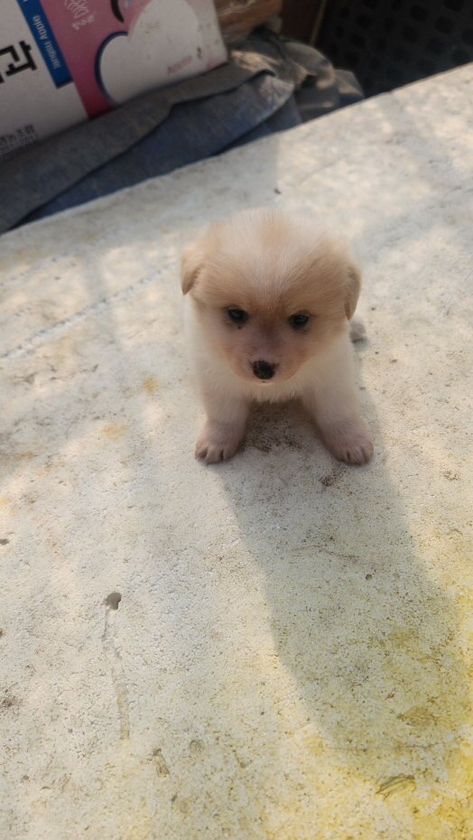 익산유기동물보호소_445468202403009